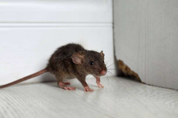 Rodent-proofing inspection along baseboards and entry points