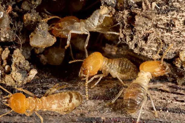 Termite tunnel and treatment point close-up