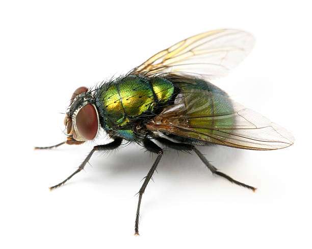 Fly extermination