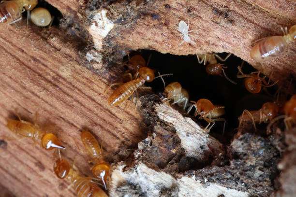 Termite control