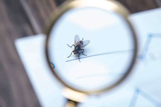 Inspecting fly breeding sources