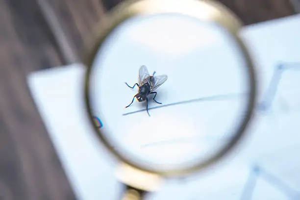 Inspecting fly breeding sources