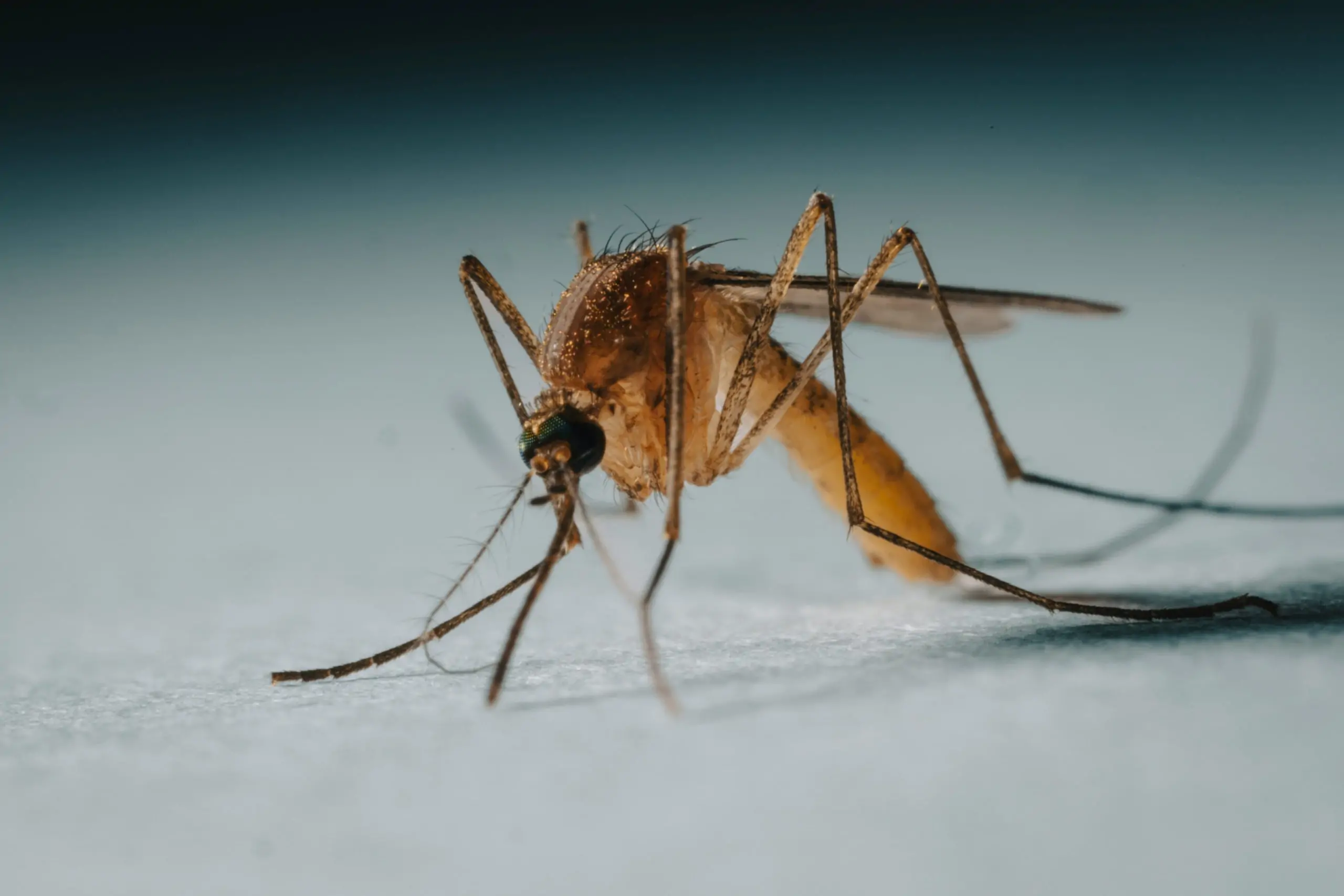 Larval site inspection and treatment