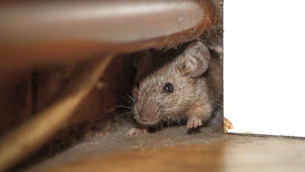 Common Mistakes to Avoid When Dealing with Rodents